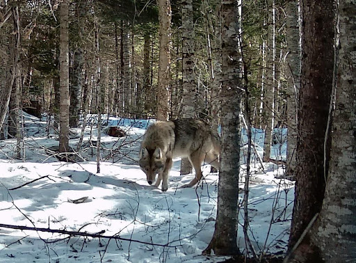 Wolves in Maine